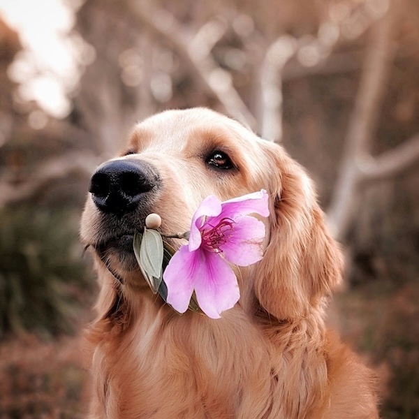 Embracing the Aesthetic-Usability Effect: Beauty Meets Function in UX